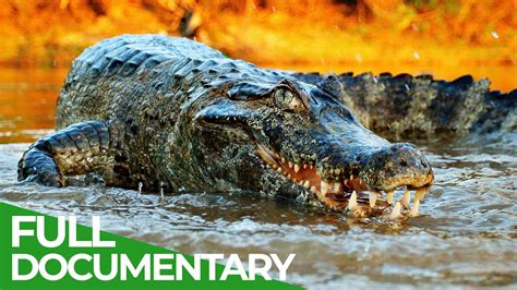 crocodile youtube|youtube crocodile documentary.